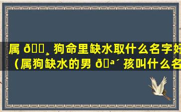 属 🕸 狗命里缺水取什么名字好（属狗缺水的男 🪴 孩叫什么名字好）